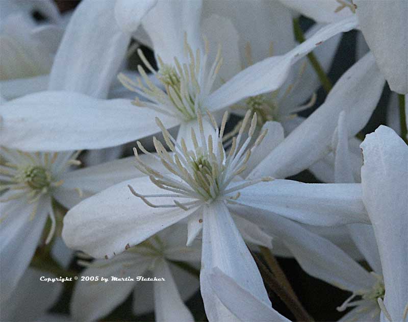 Clematis armandii, Evergreen Clematis