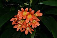Clivia miniata, Kaffir Lily