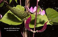 Dolichos lablab, Hyacinth Bean