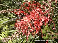 Grevillea Robyn Gordon, Robyn Gordon Grevillea