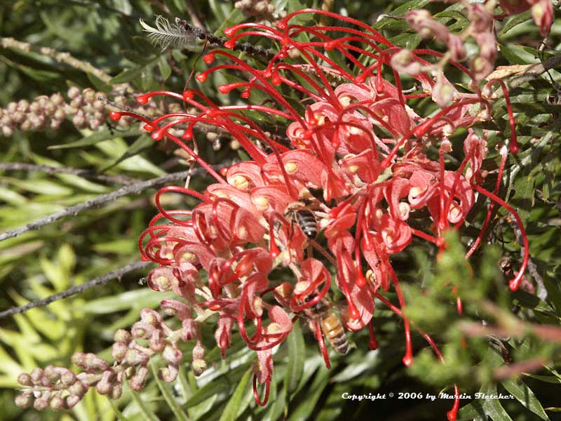 Grevillea Robyn Gordon