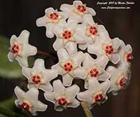 Hoya carnosa, Wax Vine