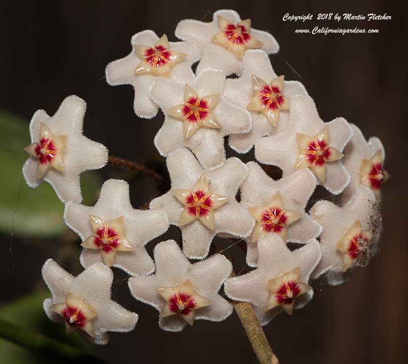 Hoya carnosa, Wax Vine