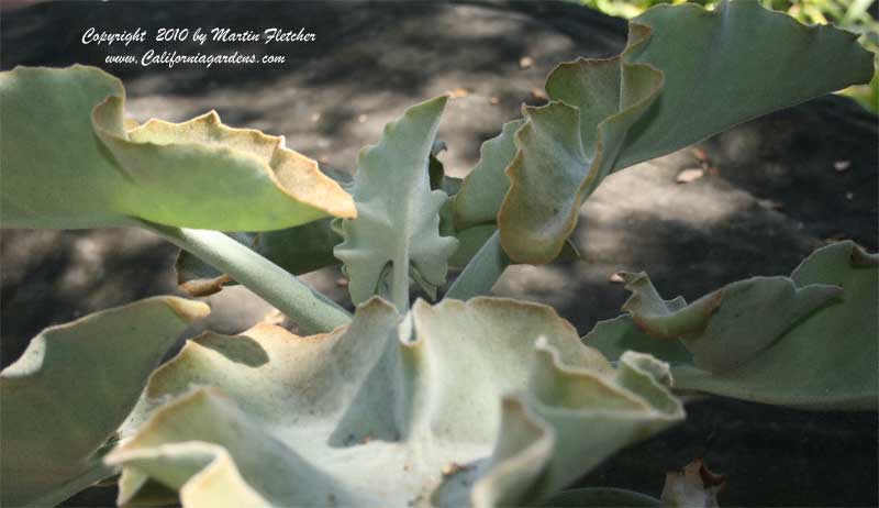 Kalanchoe beharensis, Velvet Elephant Ear