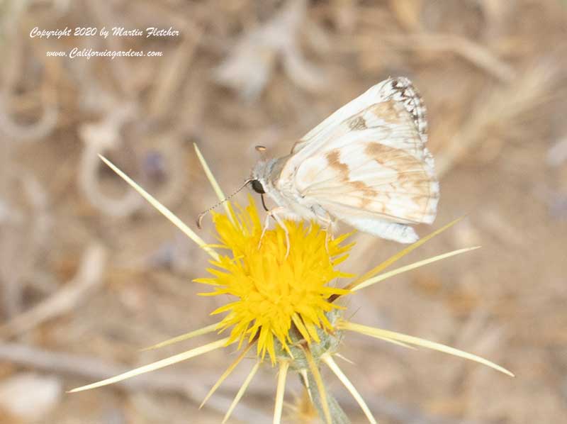 Northern White Skipper on Star Thistle