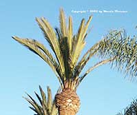 Phoenix canariensis, Canary Island Date Palm