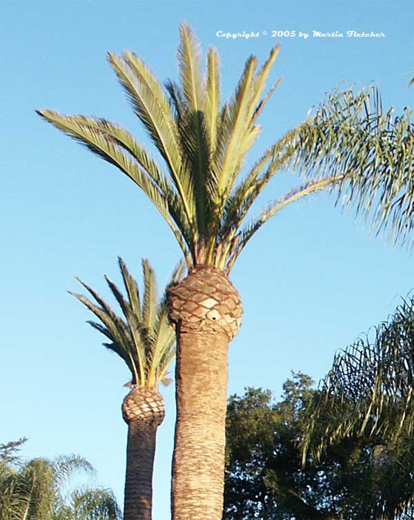 Phoenix canariensis, Canary Island Date Palm