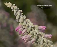 Salvia leucantha Danielle's Dream, Danielle's Dream Mexican Sage