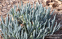 Senecio mandraliscae, Blue Chalk Sticks