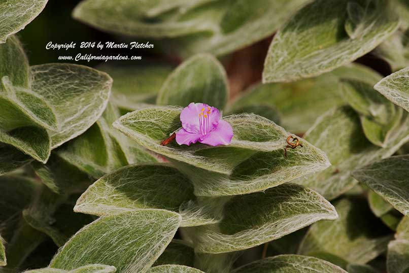 Tradescantia sillamontana, Cobweb Spiderwort