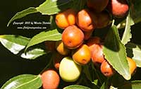 Ziziphus jujuba, Jujube